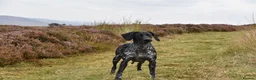Mixed Breed dogs for sale: German short haired pointers x lurcher  - Advert 10