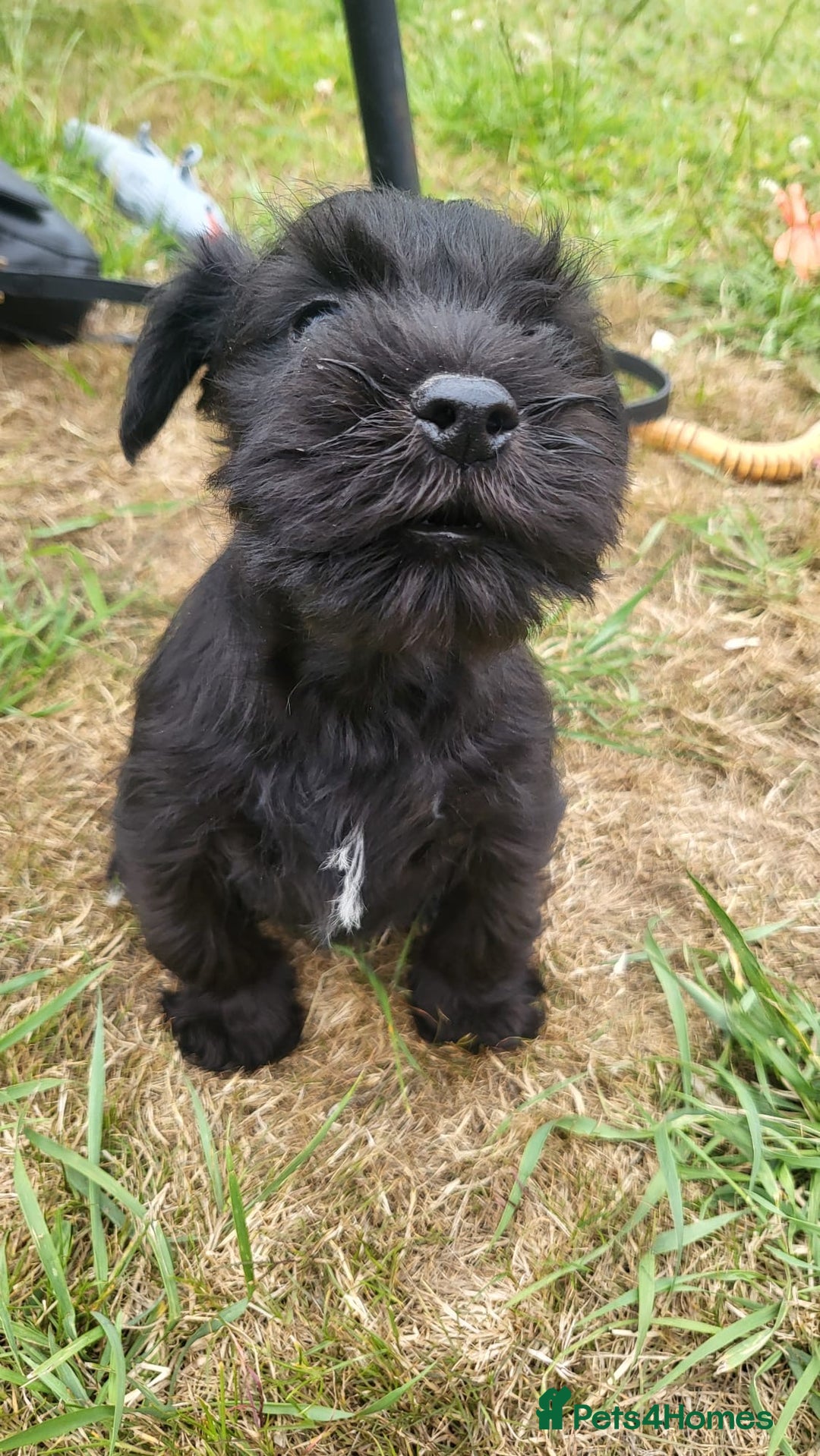 Miniature Schnauzer dogs for sale: Gorgeous littler of beautiful miniature schnauzer - Image 17