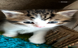 Mixed Breed cats for sale: READY NOW, 3 BEAUTIFUL TABBY BOYS (with Bengal)  - Image 6