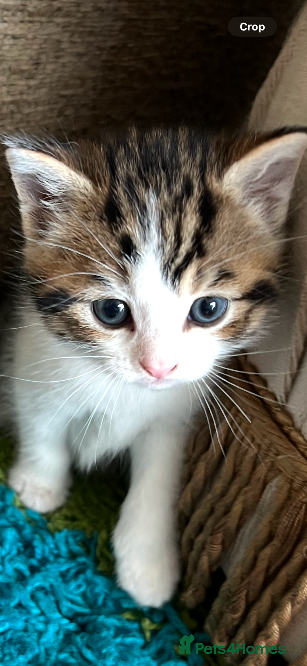Mixed Breed cats for sale: READY NOW, 3 BEAUTIFUL TABBY BOYS (with Bengal)  - Image 6