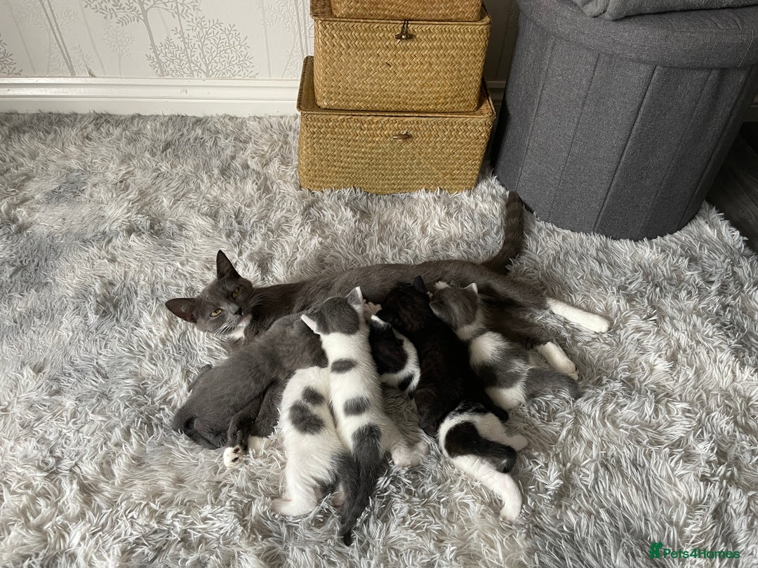 Russian Blue cats for sale: 16 week old female Russian blue  - Image 8