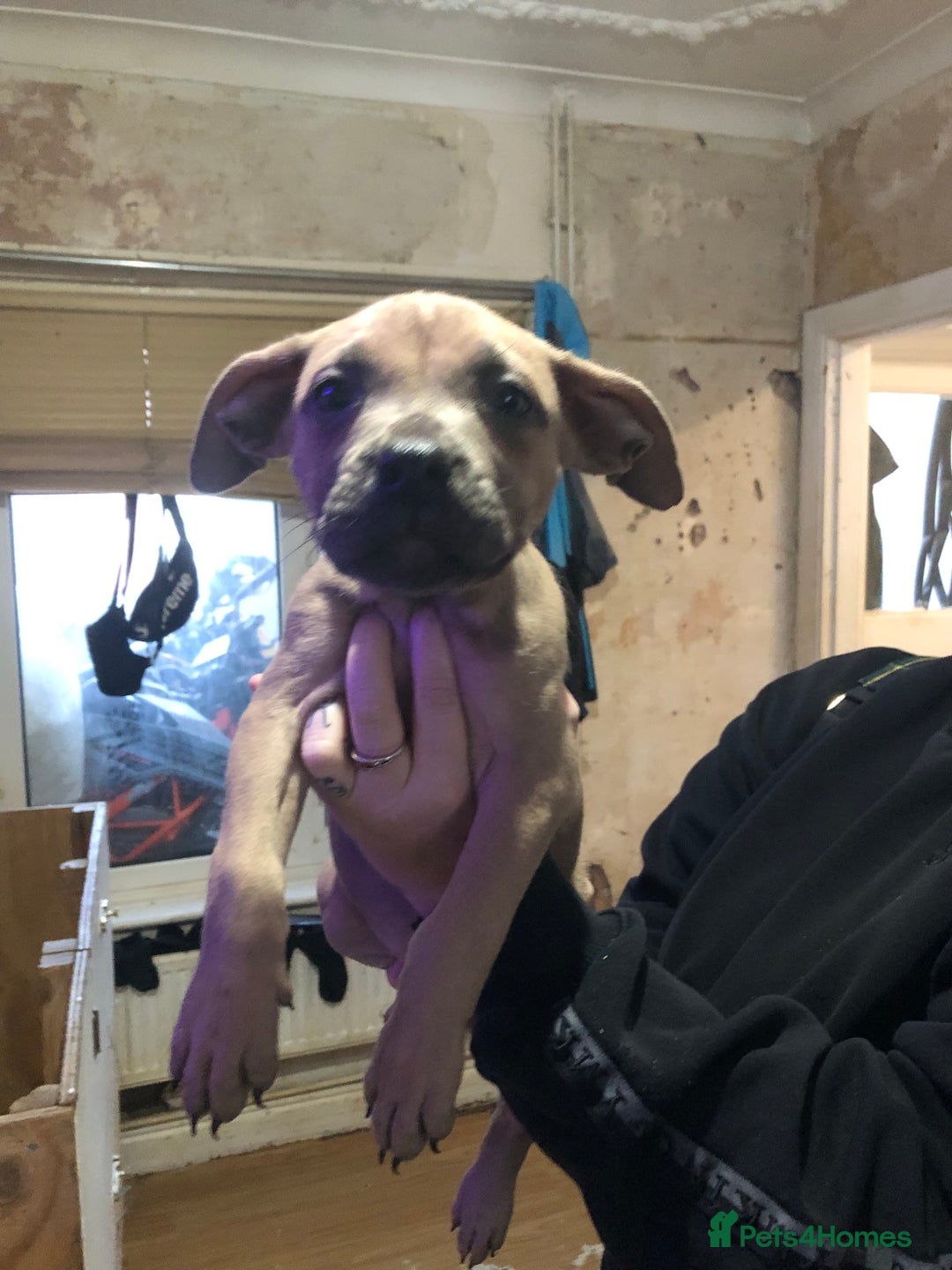 Mixed Breed dogs for sale: Bull mastiff x staffy - Advert 8