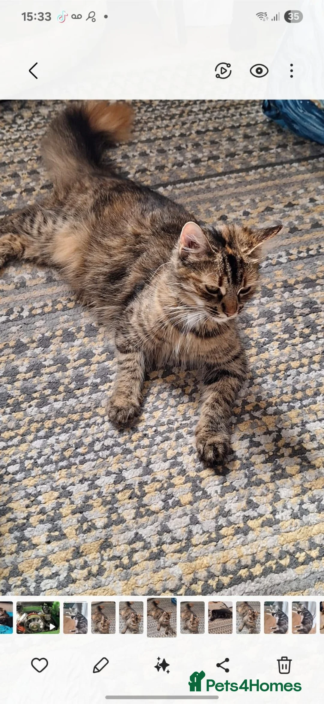 Norwegian Forest Cat cats for sale: Gorgeous norwegian forest kittens - Advert 2
