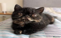 Exotic cats for sale: Exotic female kittens - Image 2