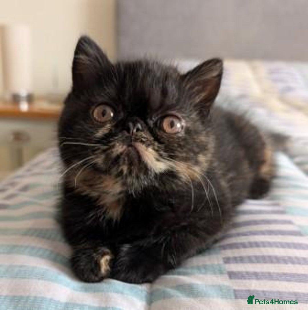 Exotic cats for sale: Exotic female kittens - Image 2