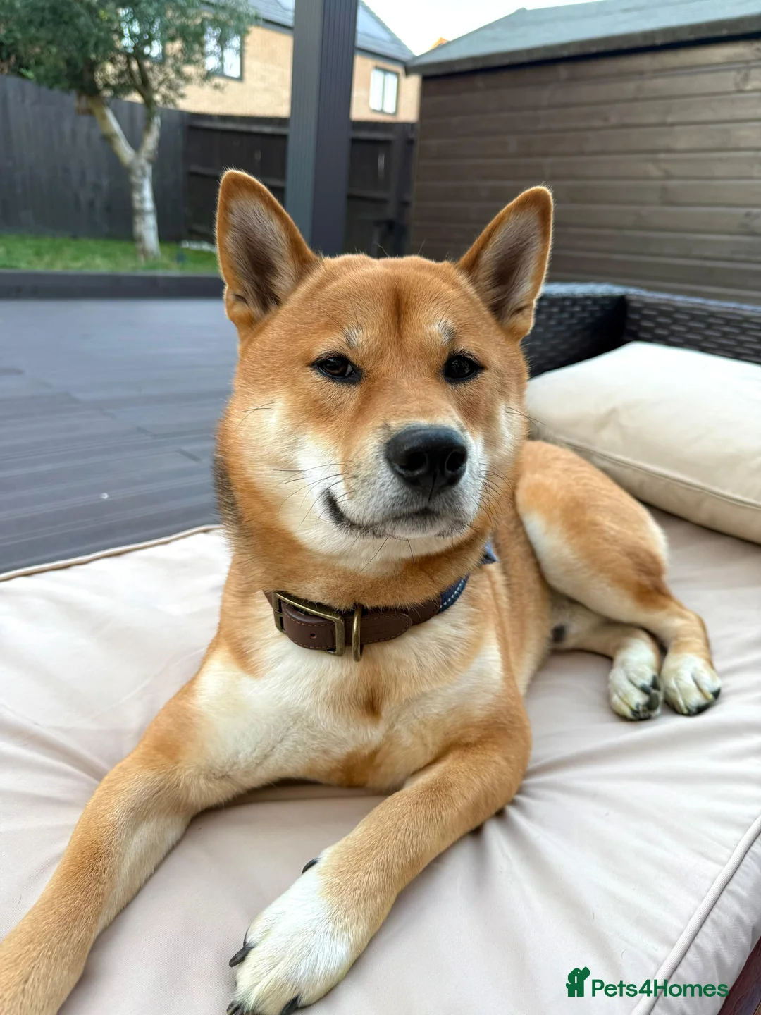 Japanese Shiba Inu dogs for stud: KC Shiba Inu for Stud - Advert 6