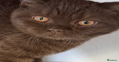 British Shorthair cats - Advert 7