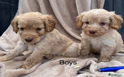 Cockapoo dogs for sale: Beautiful cockerpoo puppies F1  - Image 14