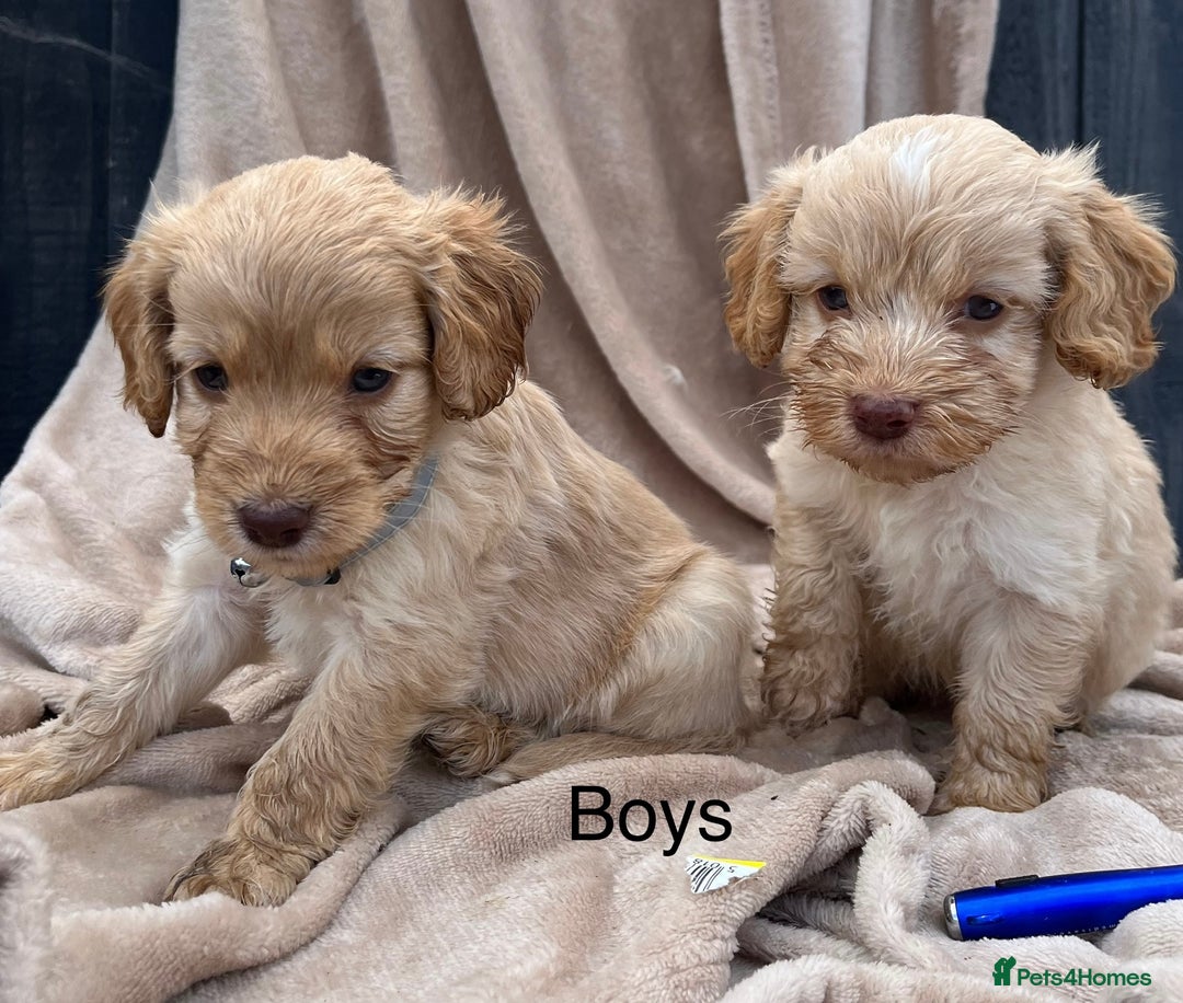 Cockapoo dogs for sale: Beautiful cockerpoo puppies F1  - Image 14