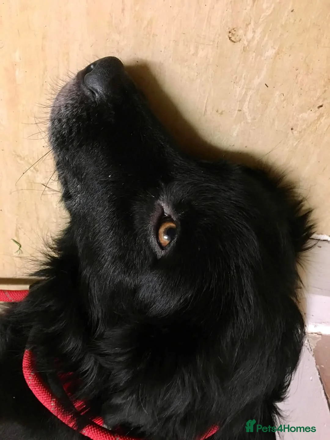 Mixed Breed dogs for adoption: Meet Hera, currently residing in Middlesex  in West Drayton - Advert 2