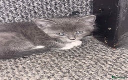 Mixed Breed cats for sale: Kittens for sale  - Image 9