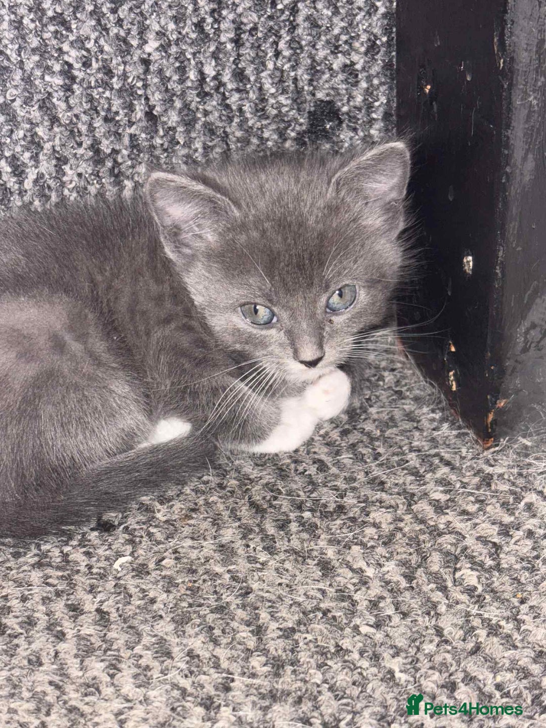 Mixed Breed cats for sale: Kittens for sale  - Image 9