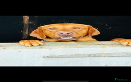 Labrador Retriever dogs for sale: Beautiful fox red and yellow lab puppies  - Image 26