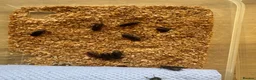 Beetles invertebrates for sale: Darkling beetles 15 breeding pairs ready in Nottingham - Advert 5