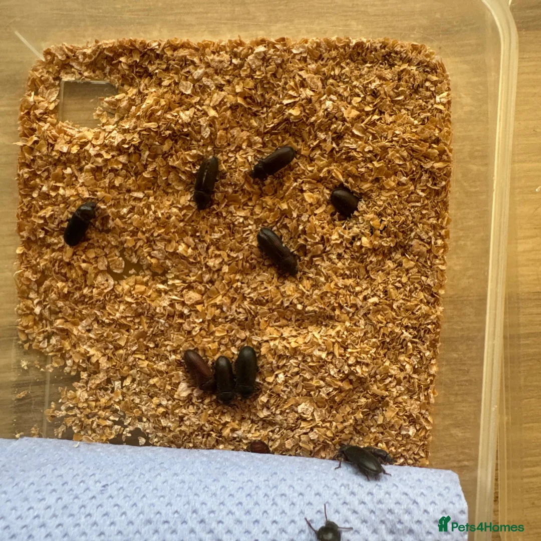 Beetles invertebrates for sale: Darkling beetles 15 breeding pairs ready in Nottingham - Advert 5