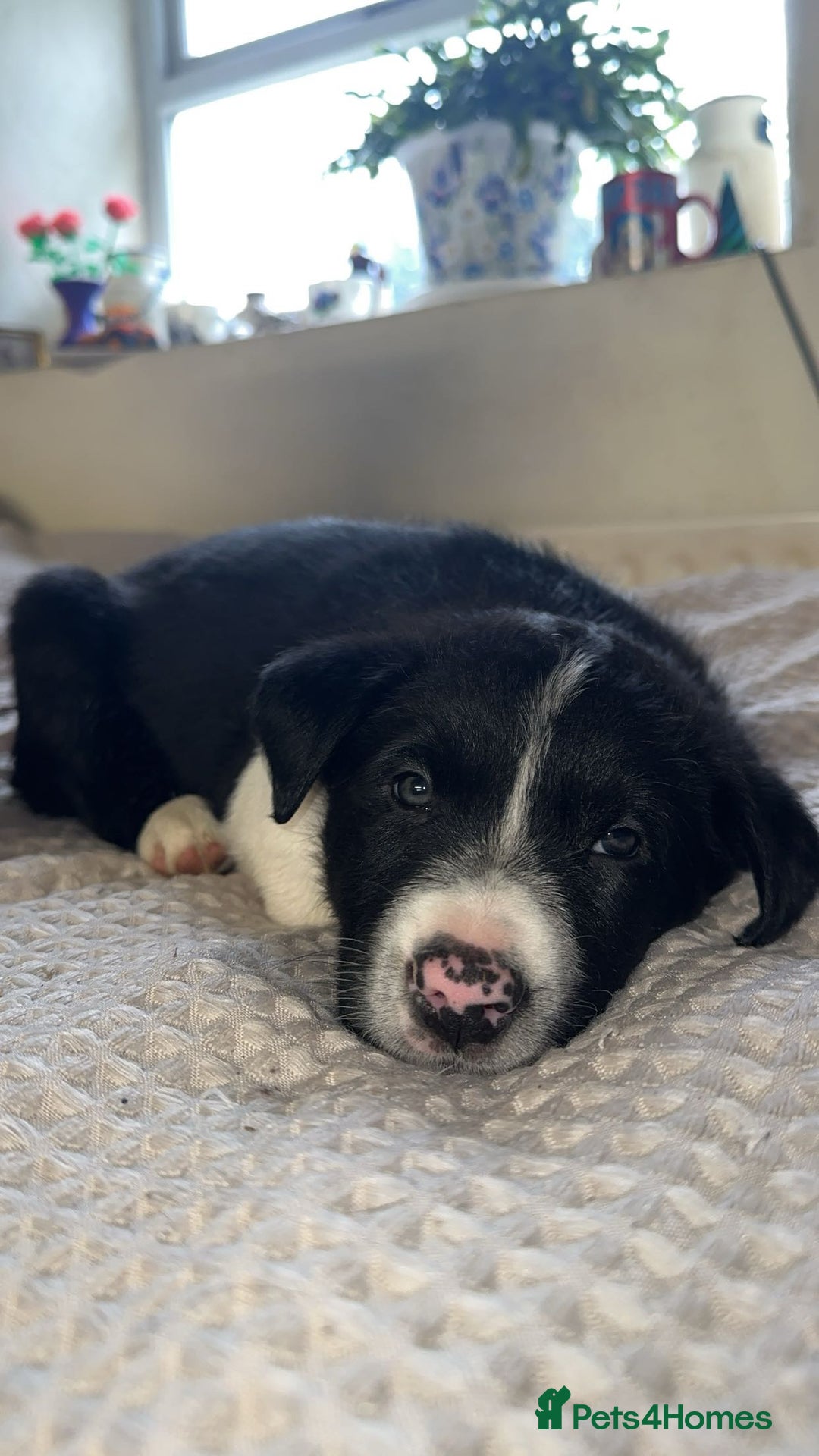 Border Collie dogs for sale: 2 border collie puppies - Advert 6