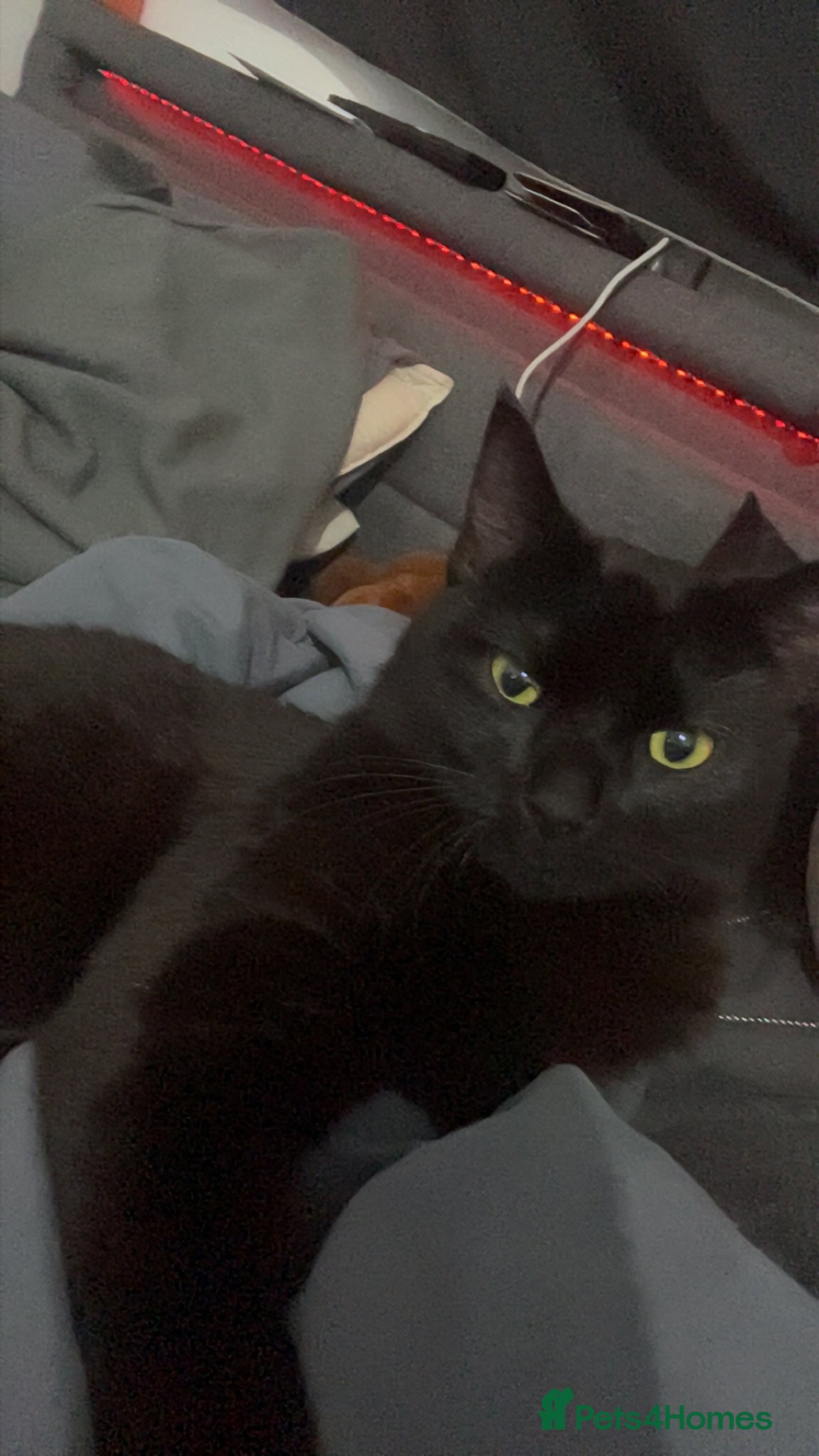 Mixed Breed cats Binx  - Advert 1