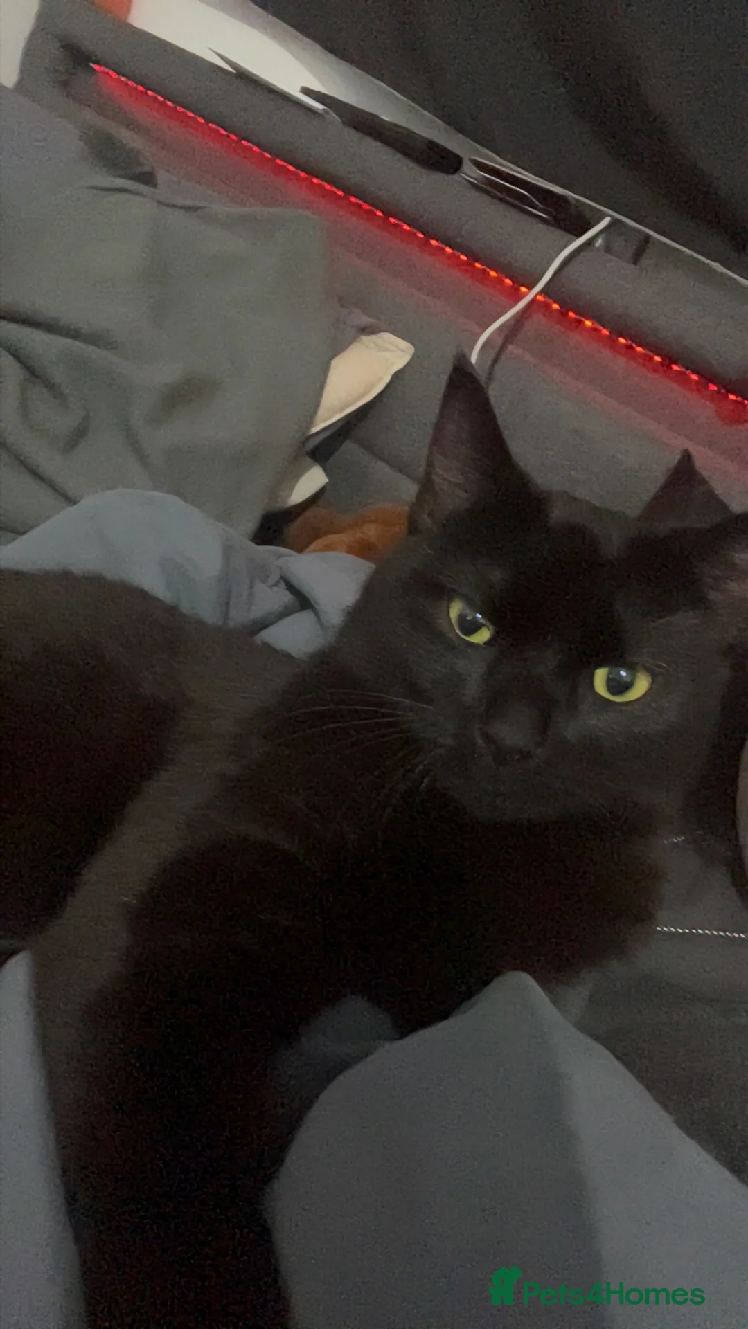 Mixed Breed cats for sale: Binx  in Derby - Advert 1