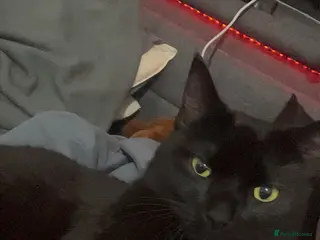 Mixed Breed cats Binx - Advert 1