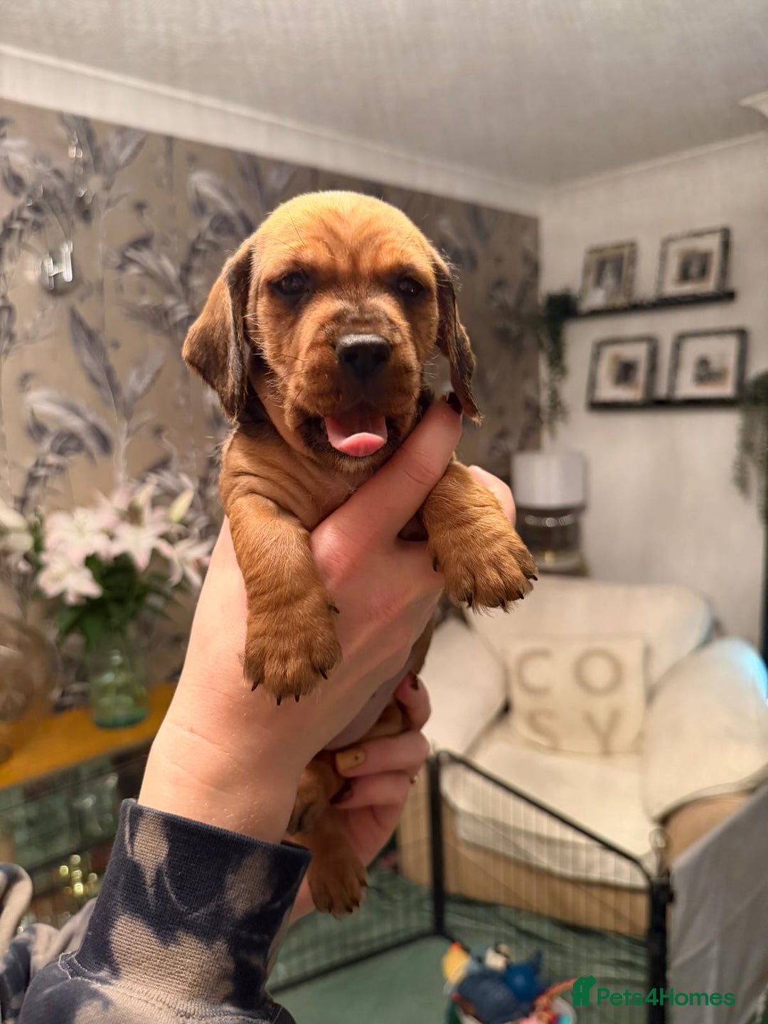 Dachshund dogs for sale: Tekel (wire haired dachshund) READY TO GO NOW - Advert 31