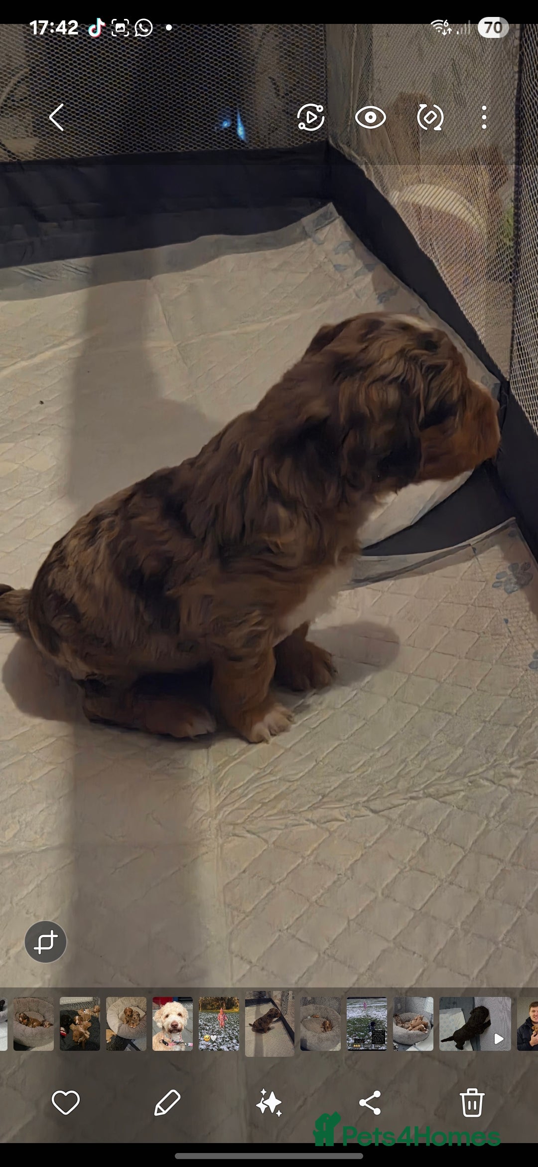 Cockapoo dogs for sale: Cockapoo Puppies - Advert 10