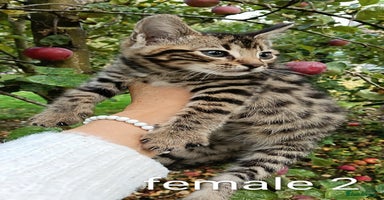 Mixed Breed cats - Advert 7