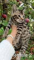 Mixed Breed cats - Advert 9