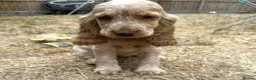 Cocker Spaniel dogs for sale: Stunning KC Pedigree Show type Cocker Spaniels - Advert 3