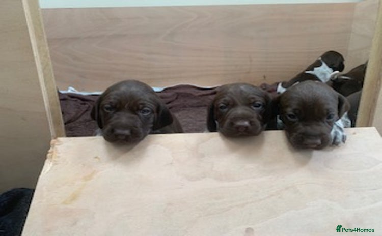 German Shorthaired Pointer dogs - Advert 1