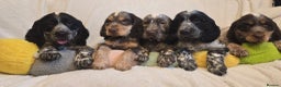Cocker Spaniel dogs for sale: Cocker Spaniel puppies  - Advert 1