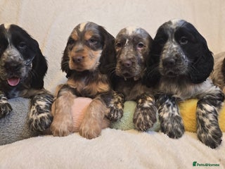 Cocker Spaniel dogs Cocker Spaniel puppies - Advert 2