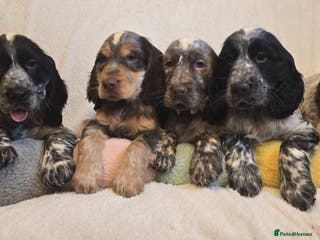 Cocker Spaniel dogs Cocker Spaniel puppies - Advert 8