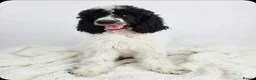 Standard Poodle dogs for sale: Stunning kc registered standard poodle puppies  - Advert 3