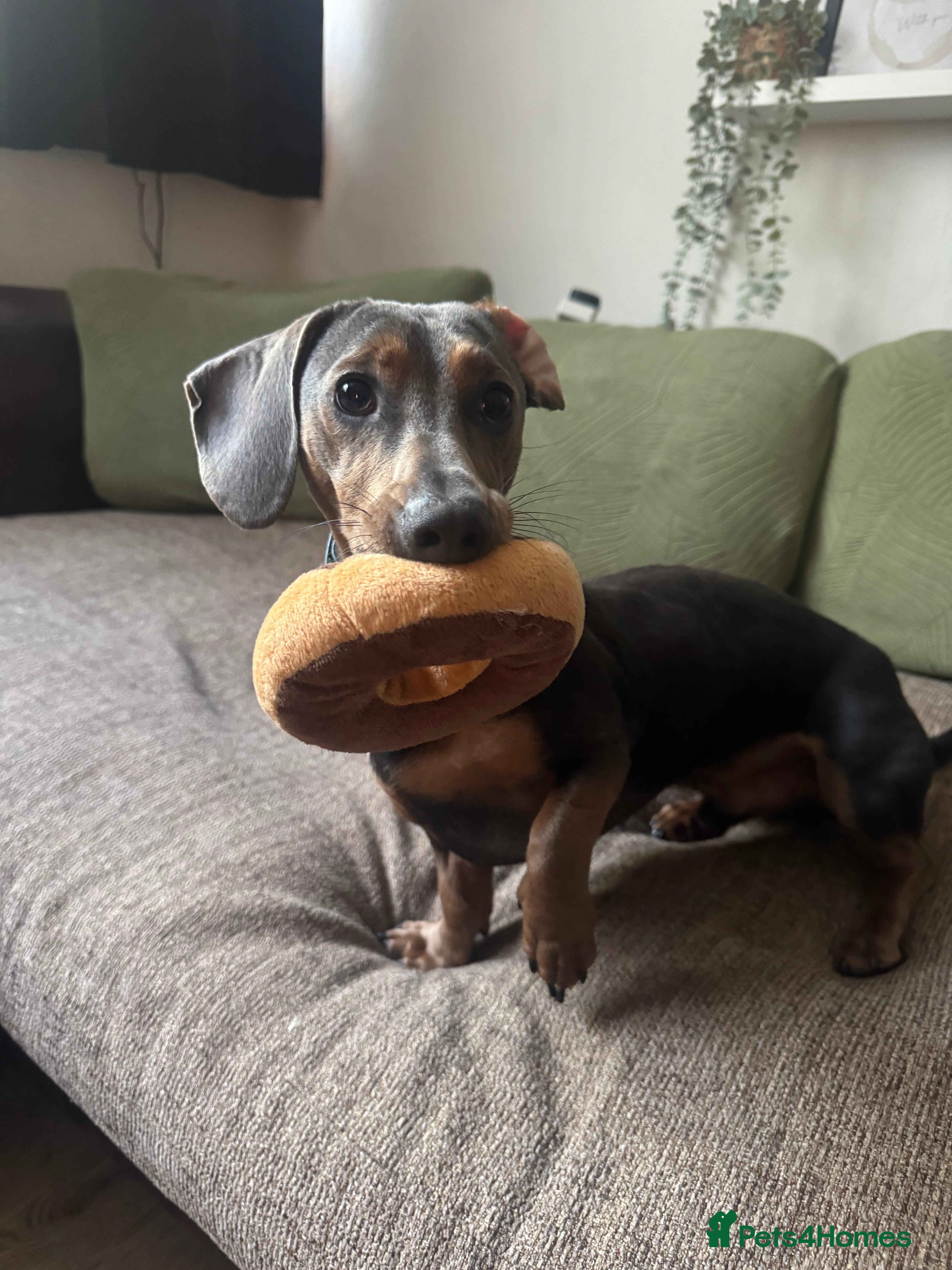 Dachshund dogs Rehoming our beautiful Chip - Advert 1