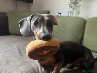 Dachshund dogs Rehoming our beautiful Chip - Advert 1