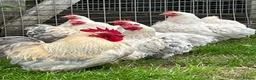 Chickens poultry for sale: Porcelain Pekins  - Advert 1