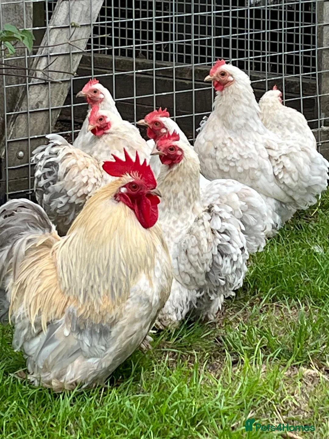 Chickens poultry for sale: Porcelain Pekins  - Advert 1