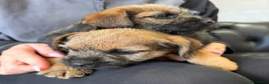 Border Terrier 1