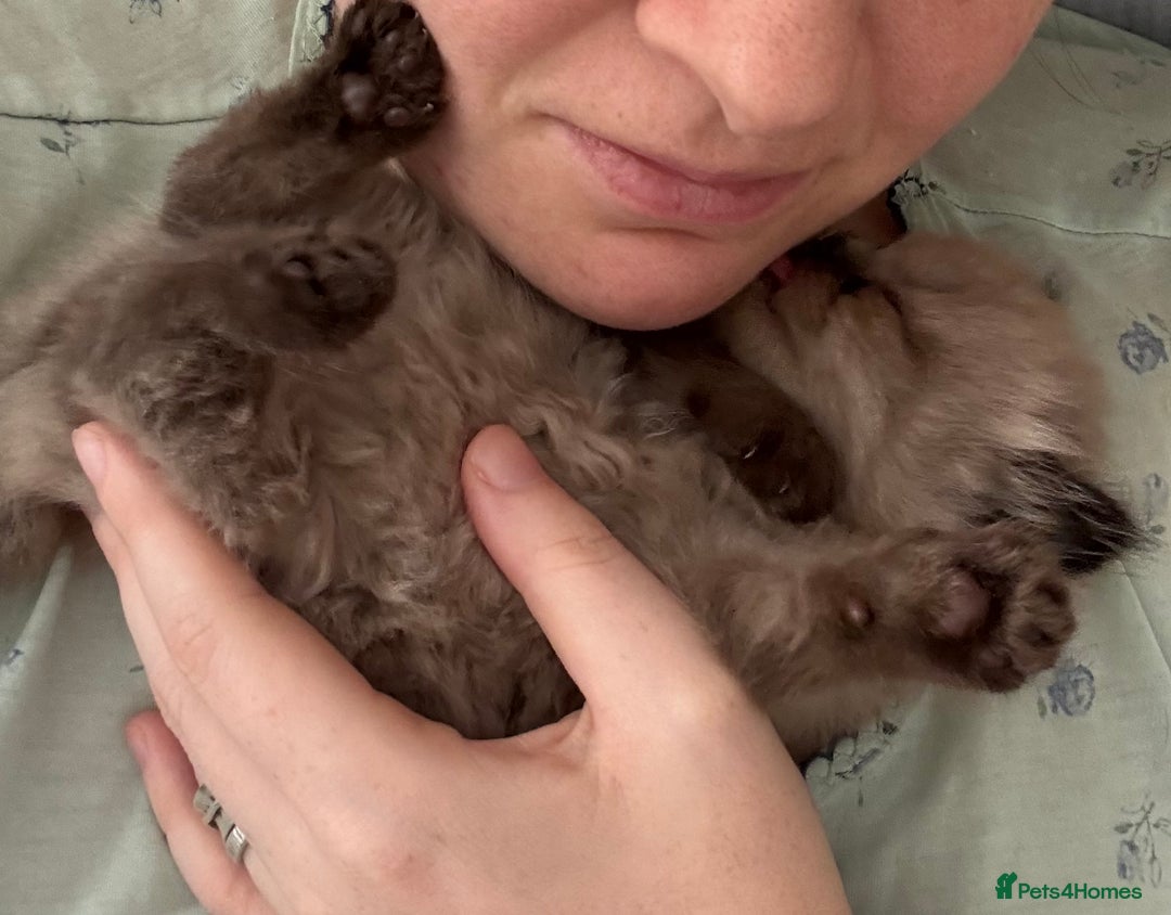 Perdoll cats for sale: Luxury Perdoll Kitten READY NOW  - Advert 29