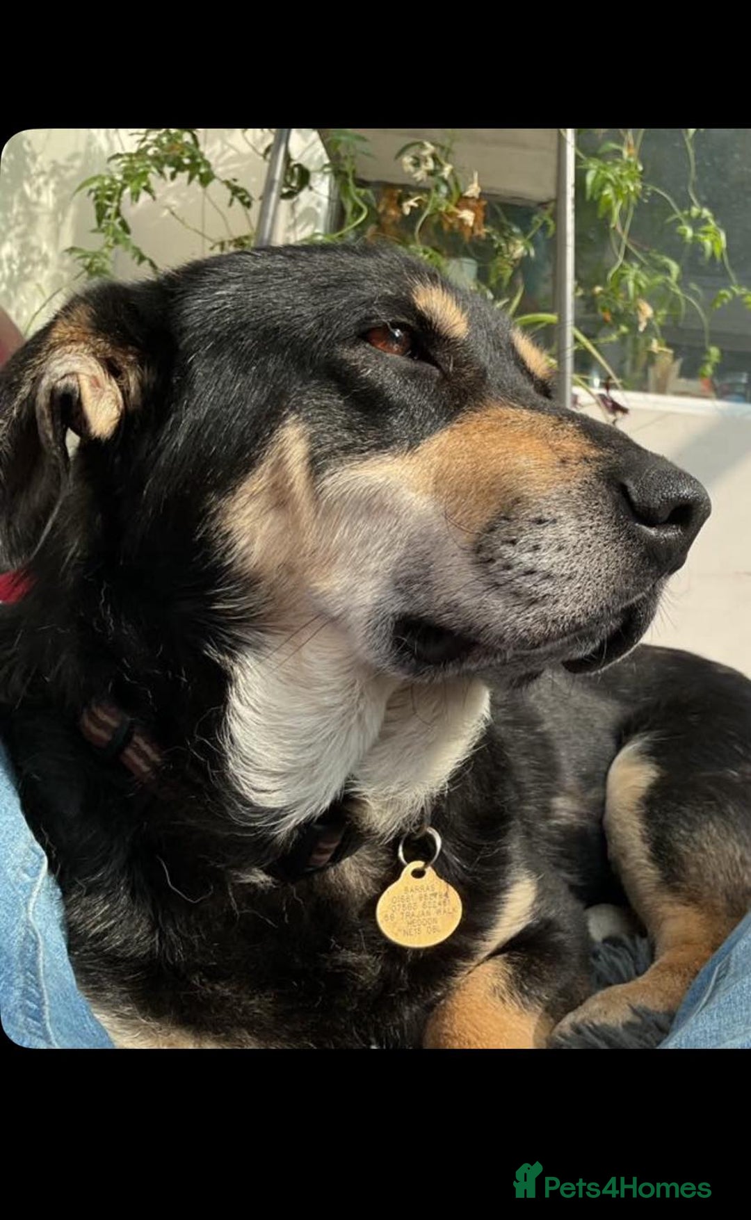 Mixed Breed dogs for adoption: 🐾 RODNEY (Roddy) Foster or Adopt - Image 2