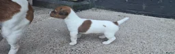 Jack Russell dogs for sale: Jack Russell pups for sale  in Bury - Advert 11