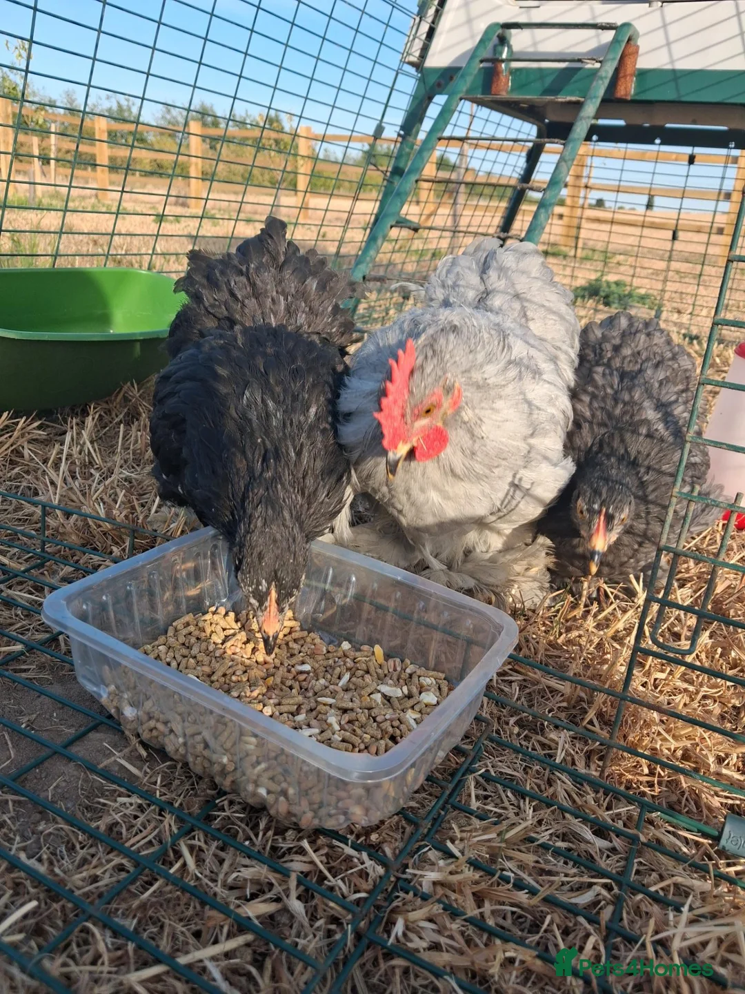 Chickens poultry for sale: Trio Pekin Bantam chickens in Mansfield - Advert 4
