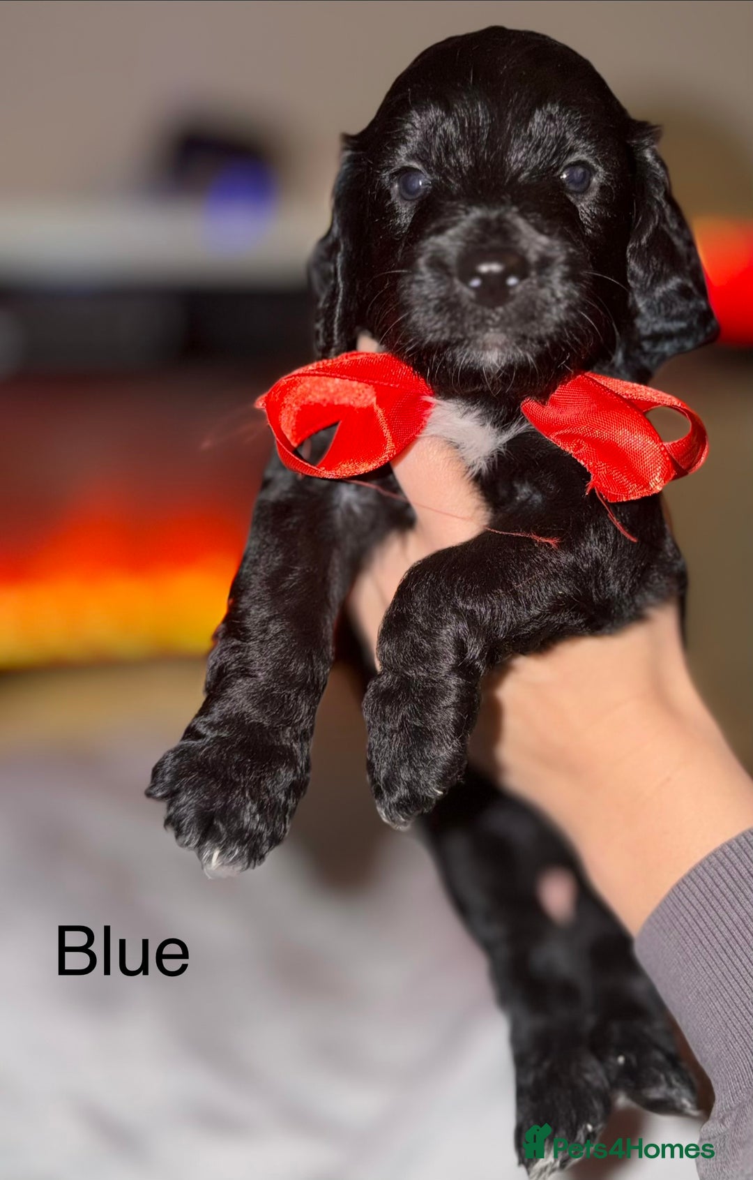 Mixed Breed dogs for sale: Beautiful Sproodles for sale - Advert 2