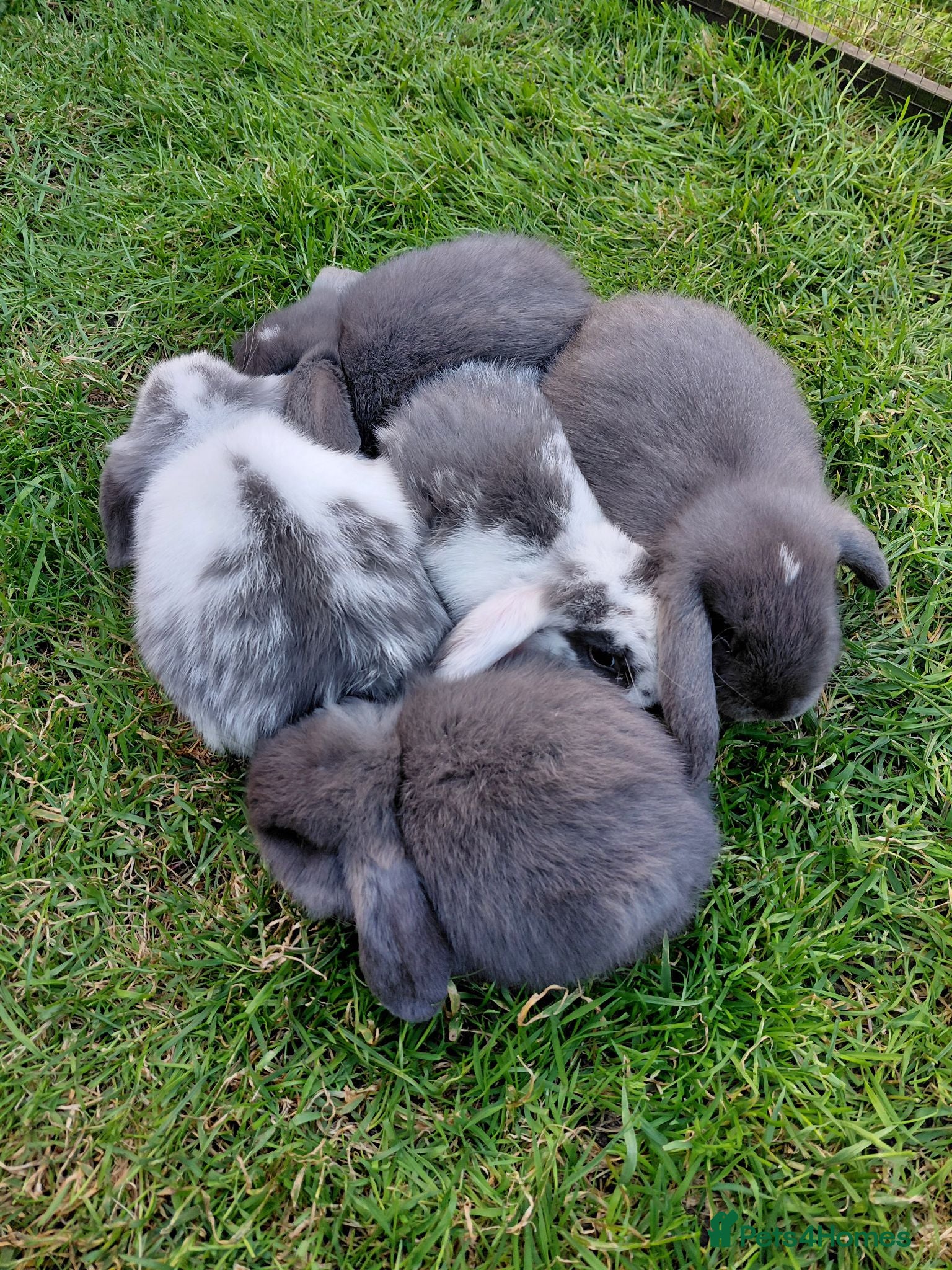 Mini Lop rabbits Mini lop babies.  - Advert 1