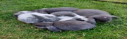 Mini Lop rabbits for sale: Mini lop babies.  - Advert 1