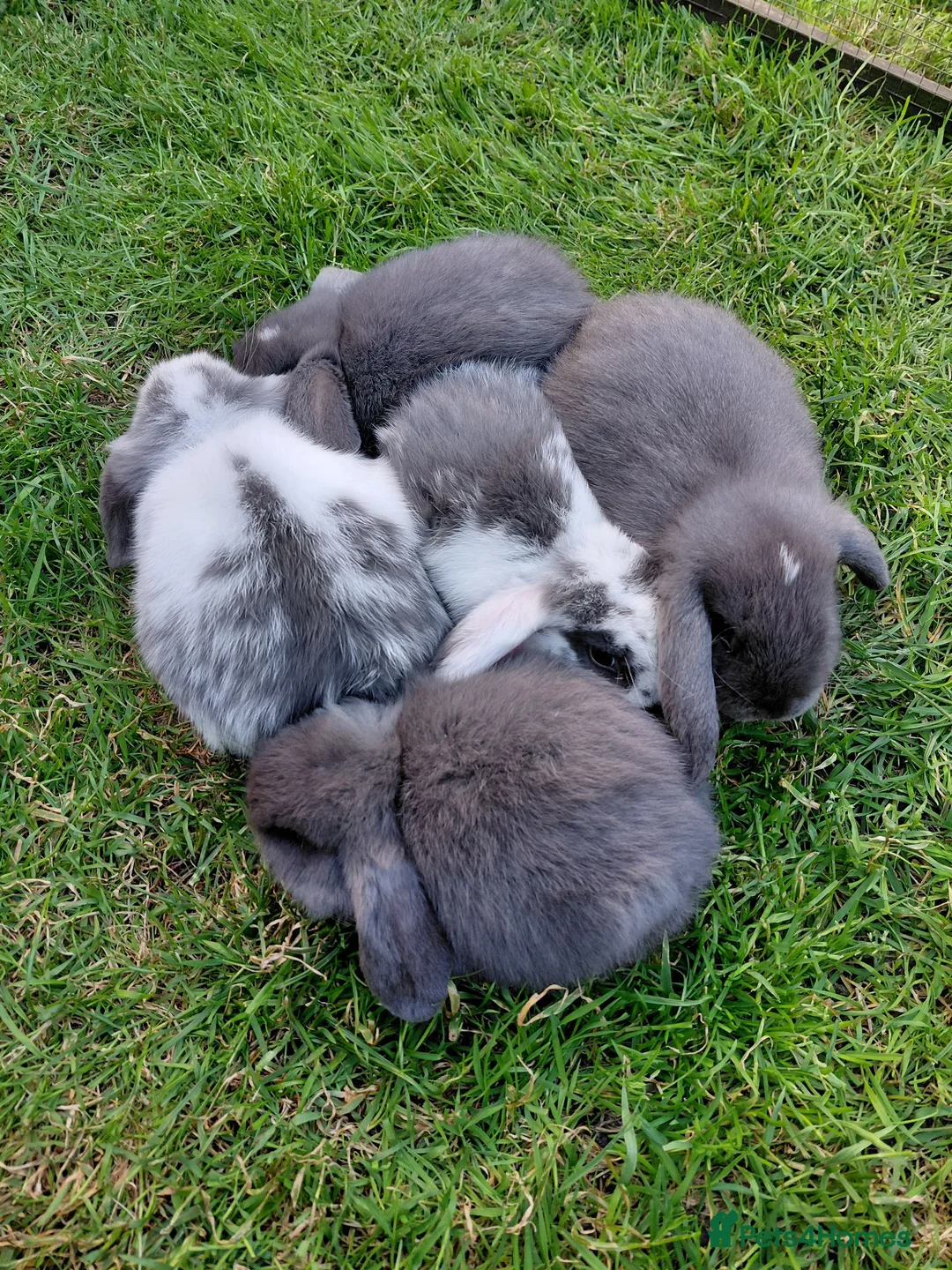Mini Lop rabbits for sale: Mini lop babies.  - Advert 1
