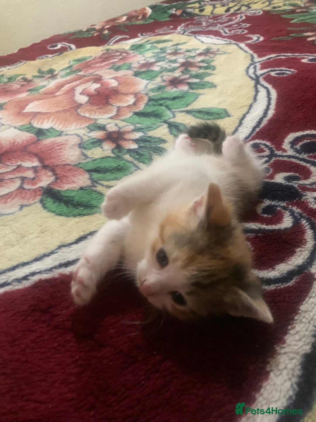 American Shorthair cats for sale: Cute American Shorthair Kittens 🐾 - Advert 10