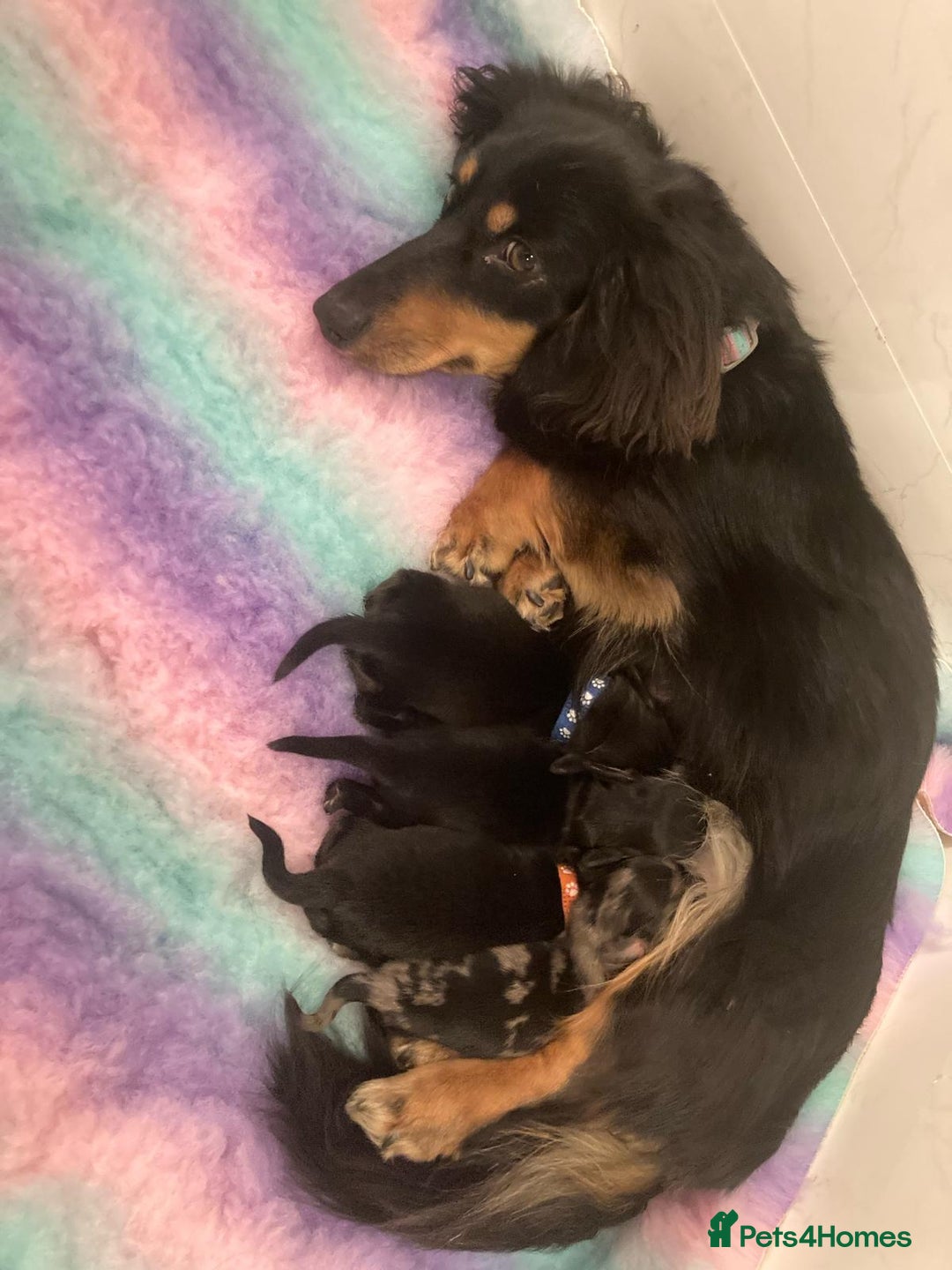 Miniature Dachshund dogs for sale: Adorable miniature puppies for sale - Image 3