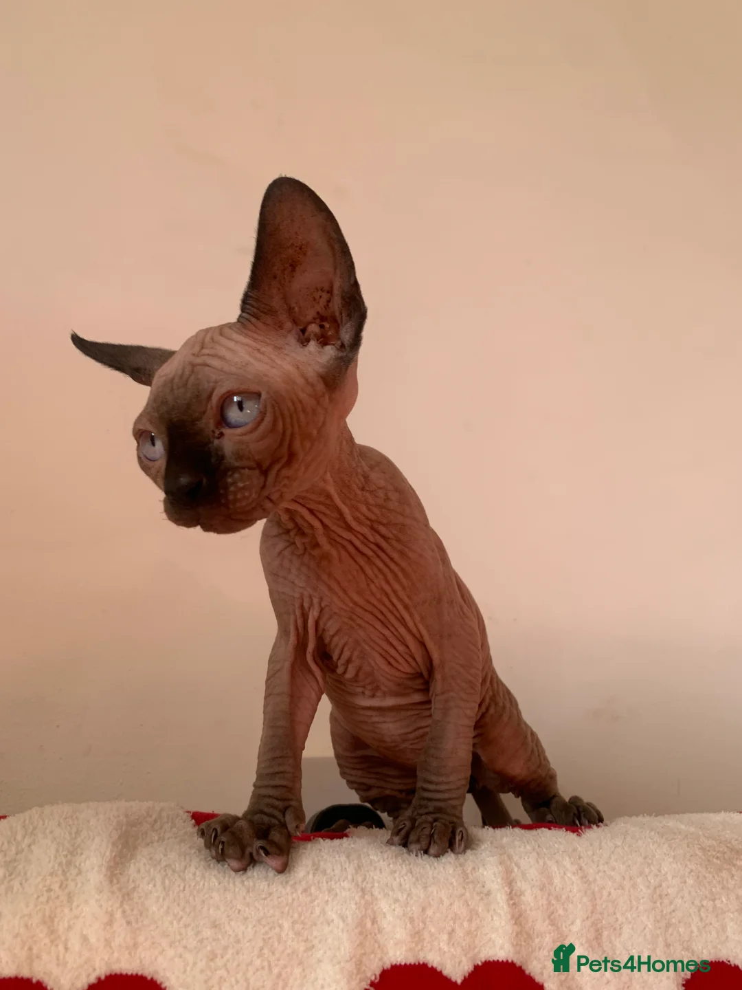 Sphynx cats for sale:  ** s sphynx babies - Advert 8
