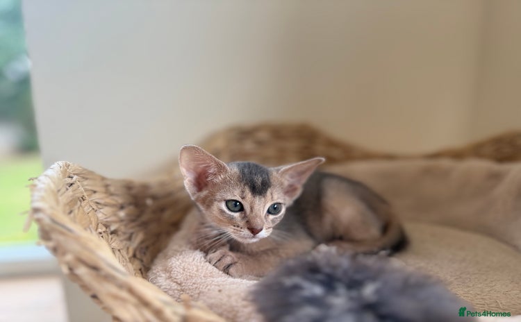 Abyssinian cats - Advert 1